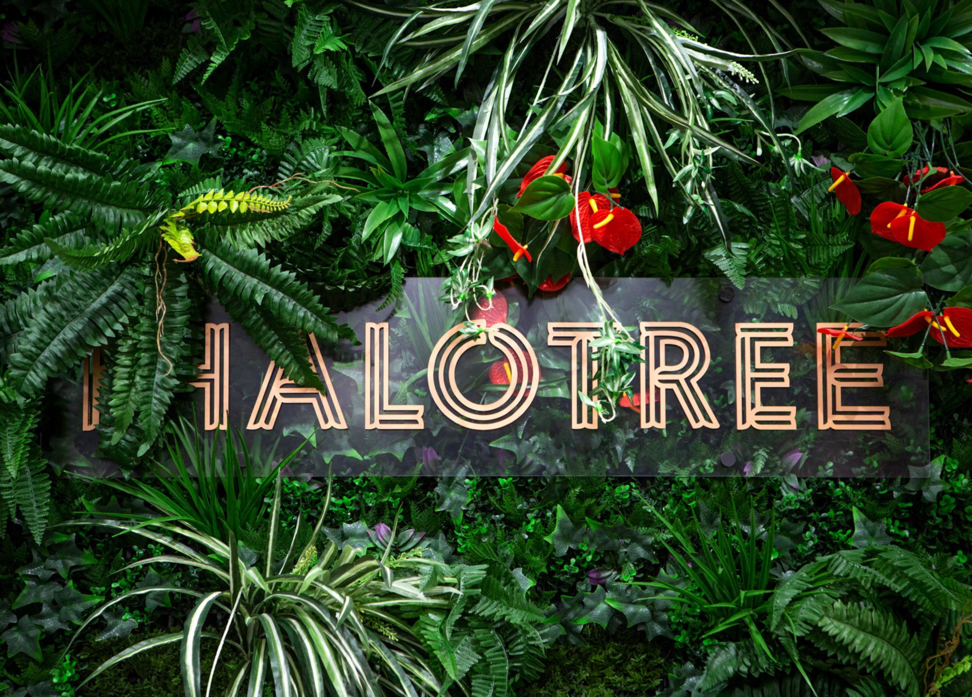 HALOTREE — Brand Identity and Retail Applications